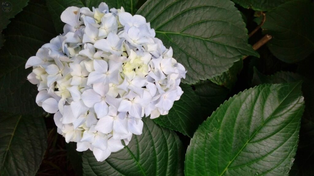 How to Keep Hydrangeas From Wilting: Expert Care Guide