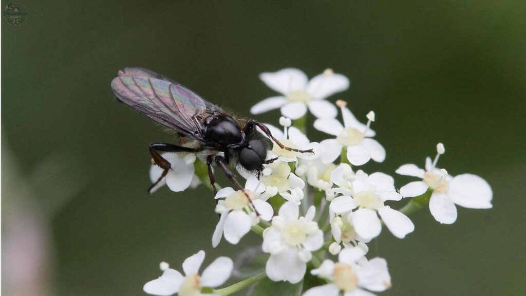 How to Get Rid of Gnats Naturally in Plants and Your Home