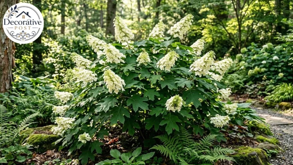 Oakleaf hydrangea with white pyramidal flower panicles and lobed oak-shaped leaves