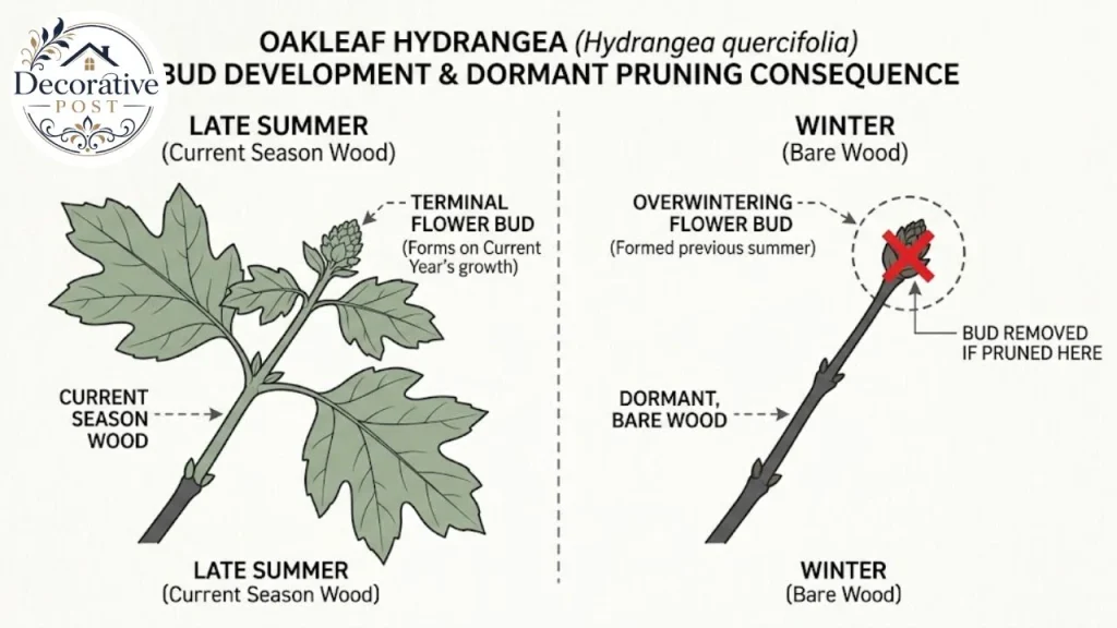Diagram showing oakleaf hydrangea flower buds forming on old wood and lost to spring pruning