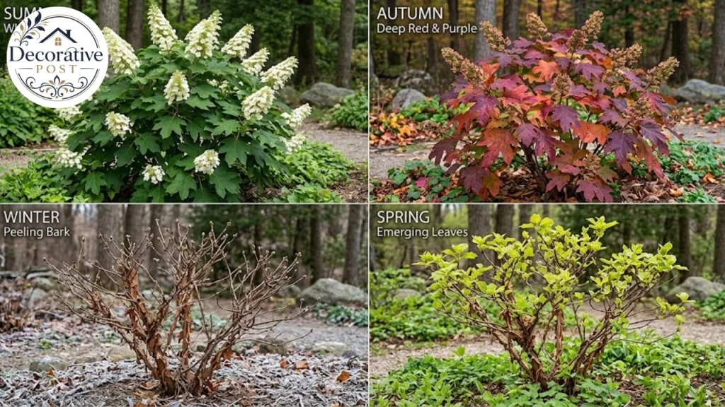Oakleaf hydrangea shown across four seasons including autumn colour and winter bark