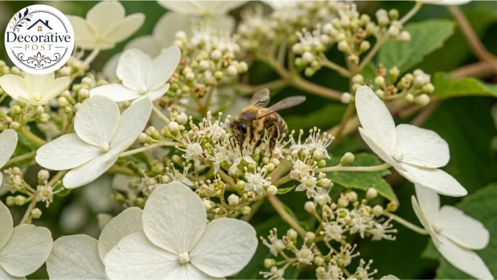 Close-up of oakleaf hydrangea showing large sterile florets and small fertile flowers with a bee